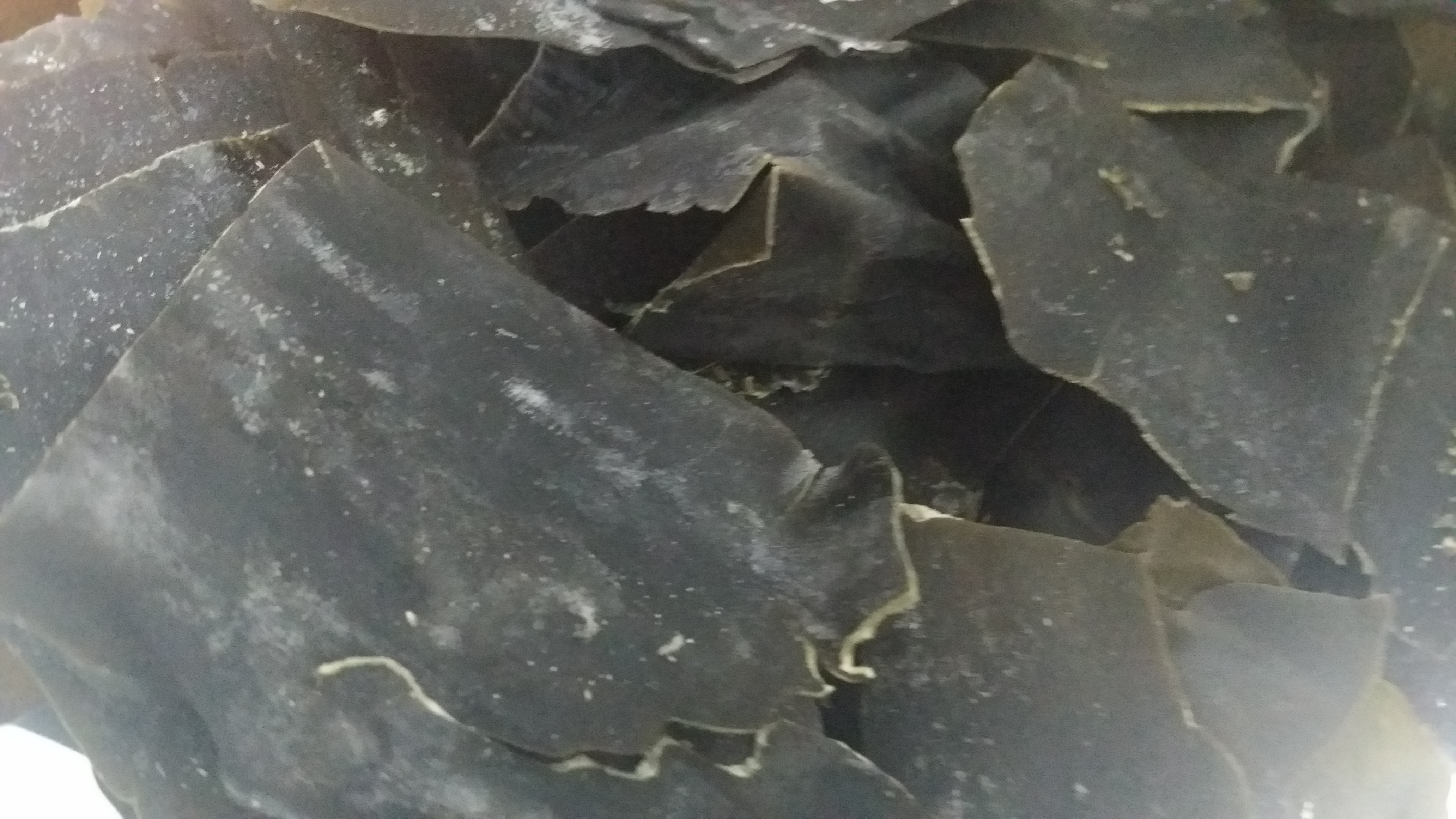 20151105_082517.jpg